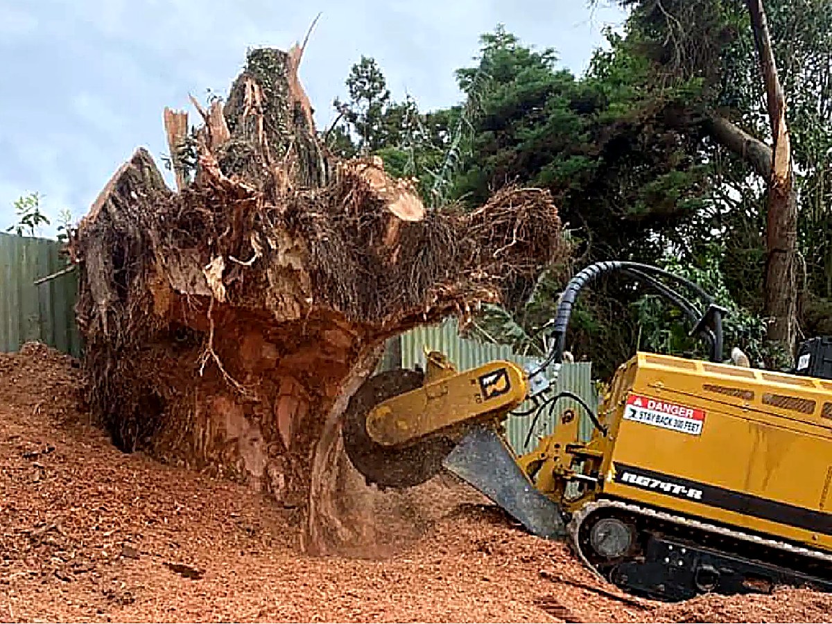 Tree removal and forestry